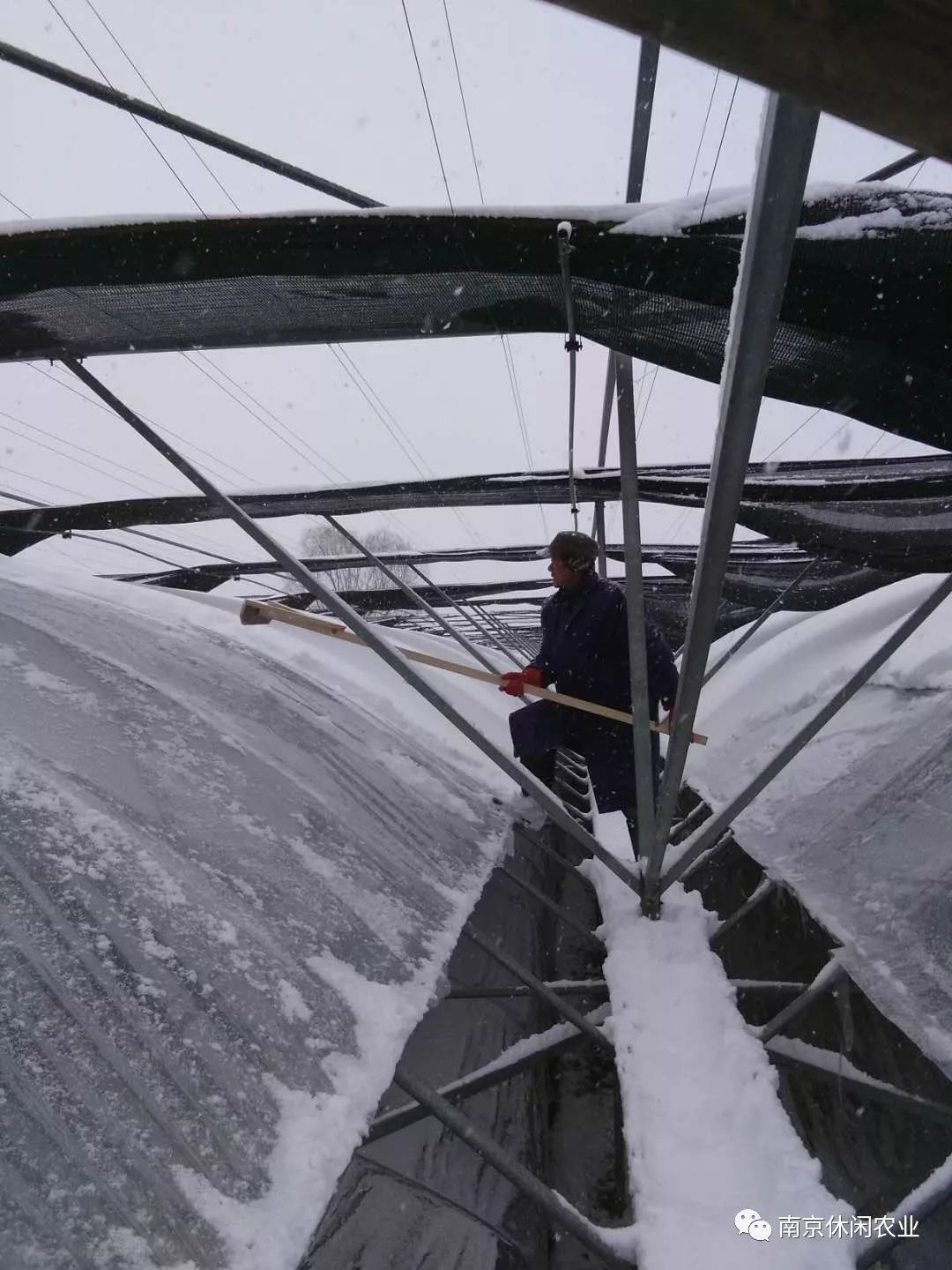 大雪来袭,只想对农业人道一声:你们辛苦了!