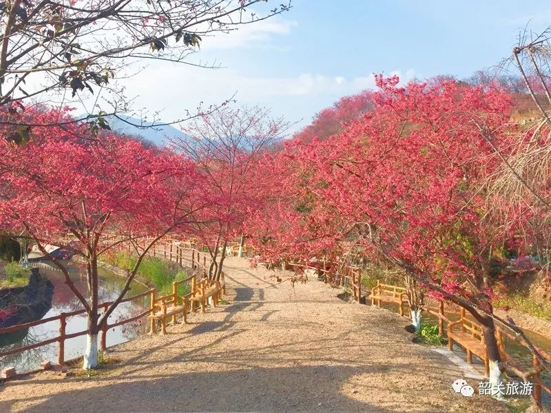 2018年新丰樱花节即将拉开帷幕