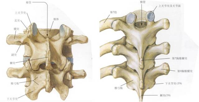 乳副突间凹:椎弓根后有乳突和副突,乳突起始于上关节突的下外方,副突