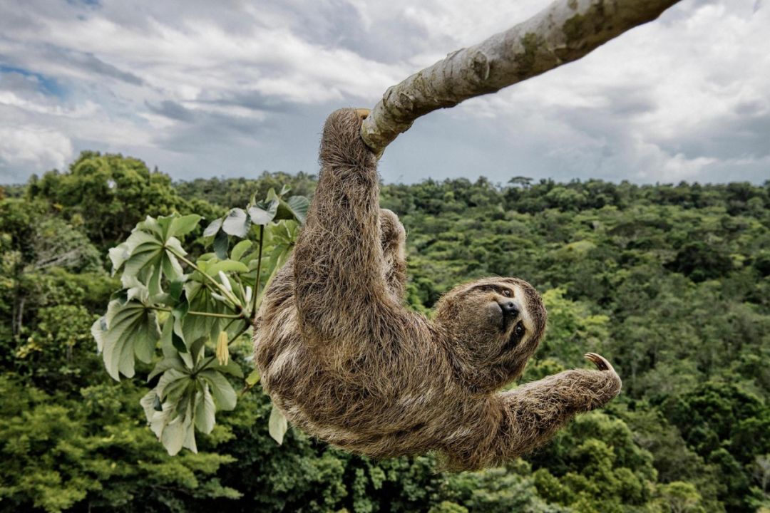 巴西热带雨林,三趾树懒; luciano candisani/wildlife photographer