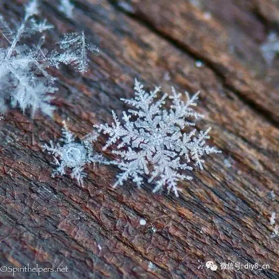 你真的见过这样美丽的雪花吗每一片雪花让人惊叹不已