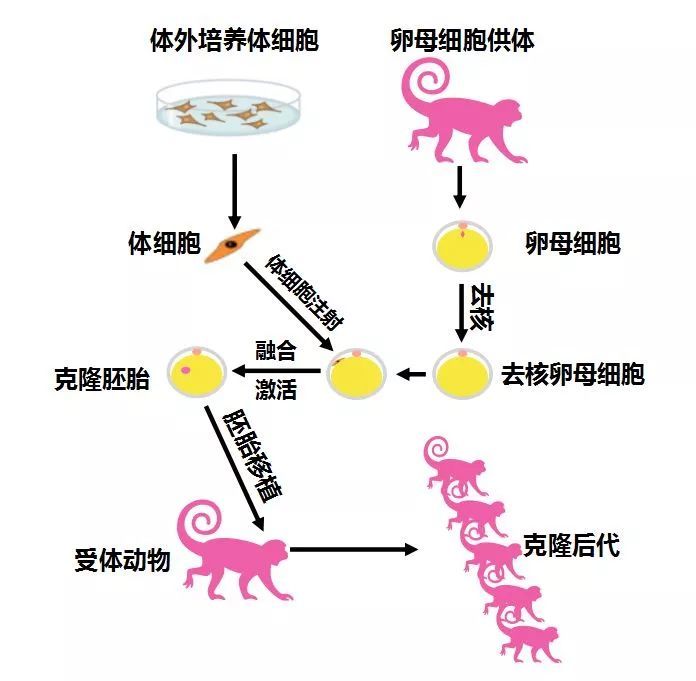 克隆猴的简易流程图,图片来自cell