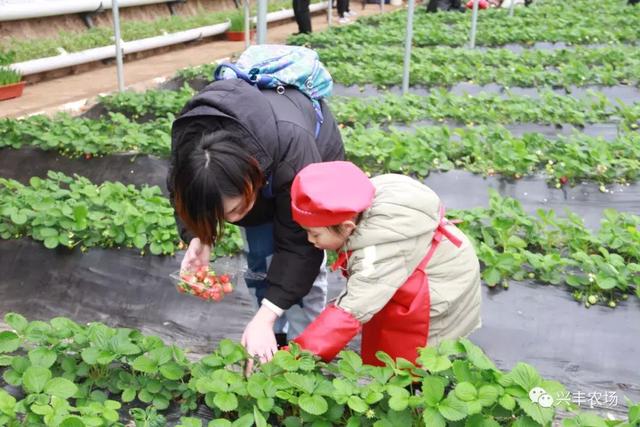 河间市兴丰农场草莓采摘园开采中