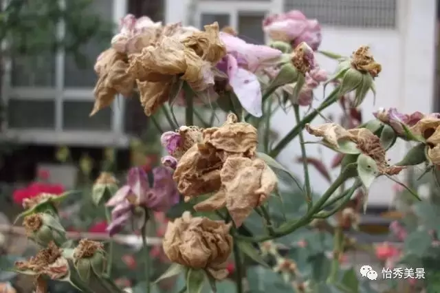 花草冬天枯萎的原因和解决方法