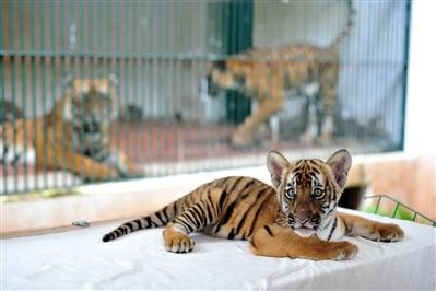 出生在广州动物园的华南虎宝宝.