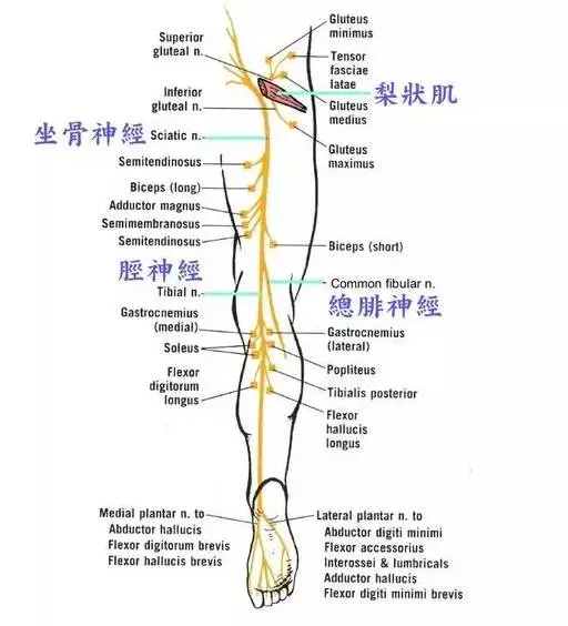 坐骨神经痛大破解(值得收藏)