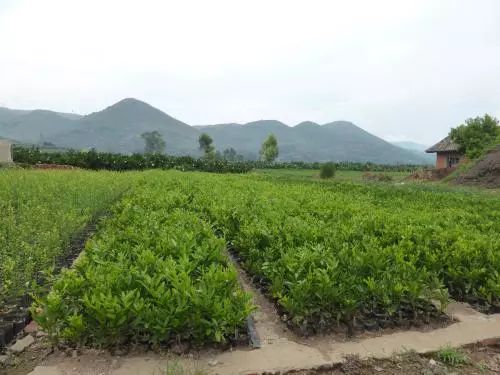 十一问:结果树如何施肥?新手种植如何选择苗圃地