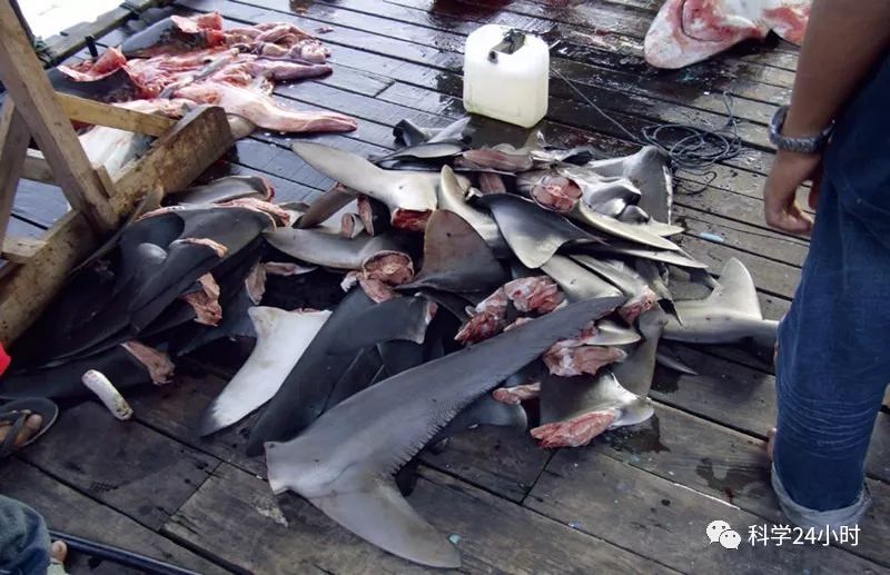 被人类食用最多的 黑鳍鲨