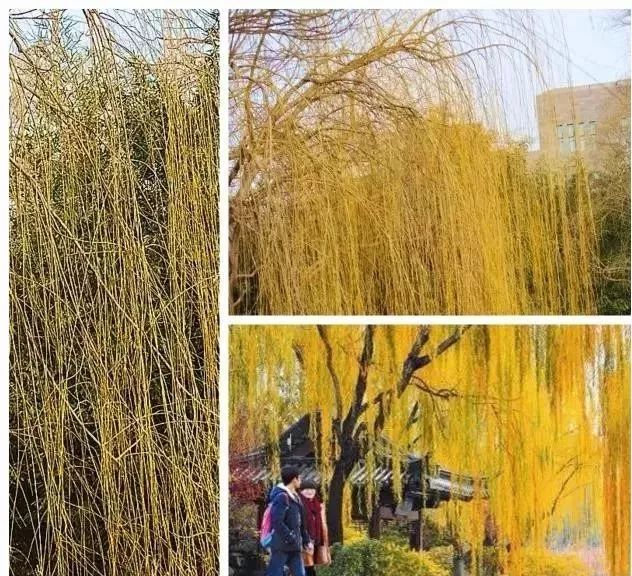 多彩观干植物,萧瑟的冬天里没有叶子照样成景!