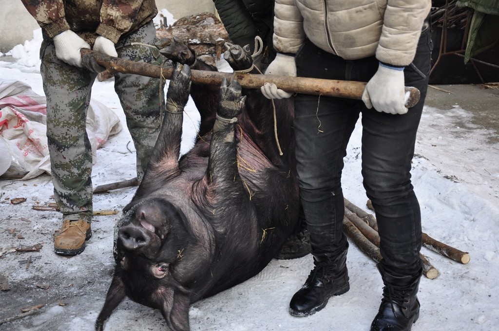 杀年猪一般都比较晚,但猪的个头普遍比较大,这又是一头两百多斤的大黑