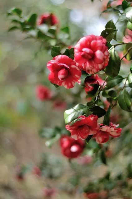 不了解茶花的人,听说过的品种,大概都来自《天龙八部,如「十八学士