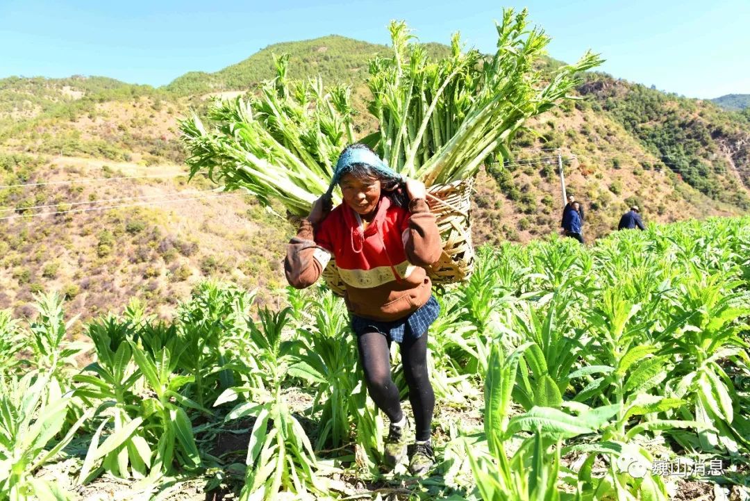 巍山县生态贡菜助推农民脱贫增收