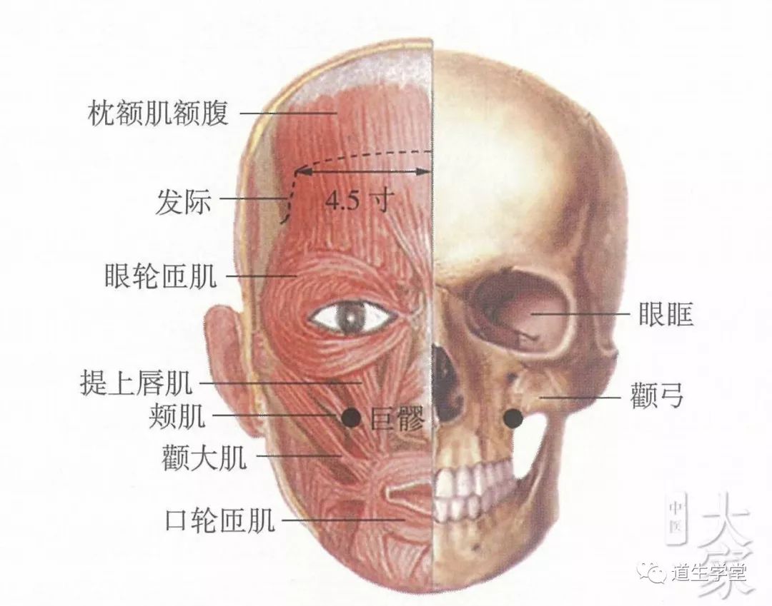 不可不知的穴位丨巨髎穴