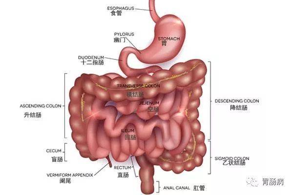 腹痛黑便恶心呕吐这些症状要警惕