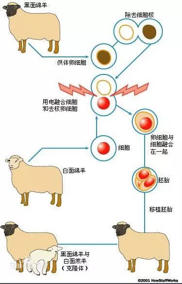 克隆人就要成真了吗