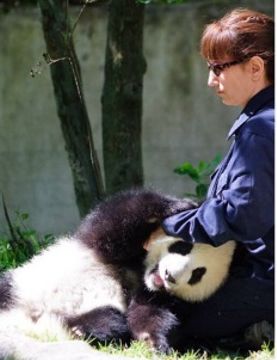 基地之前野培的和盛就是被野生大熊猫殴打致死,专家的陪伴,搂抱,抚摸