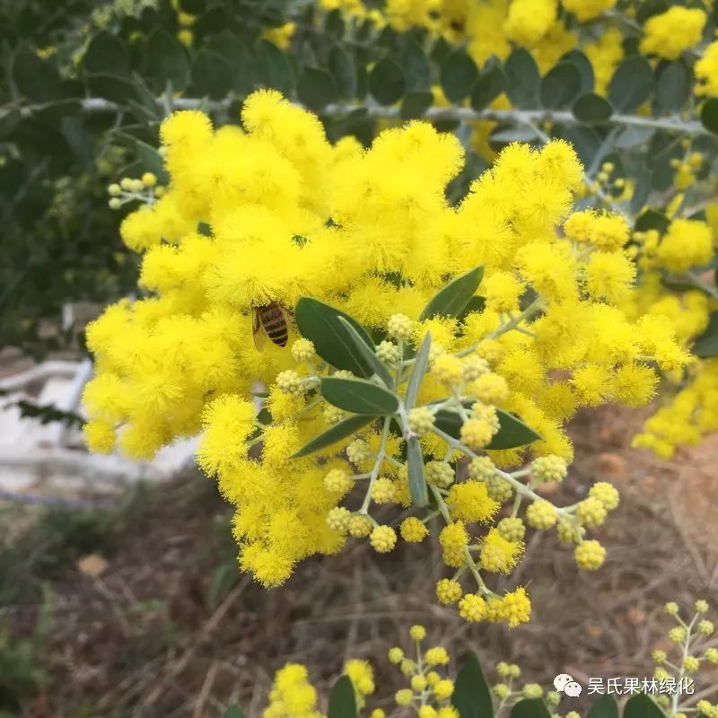 据说很久以前,一个澳大利亚船长将金合欢花种带到法国,为了不改变花期