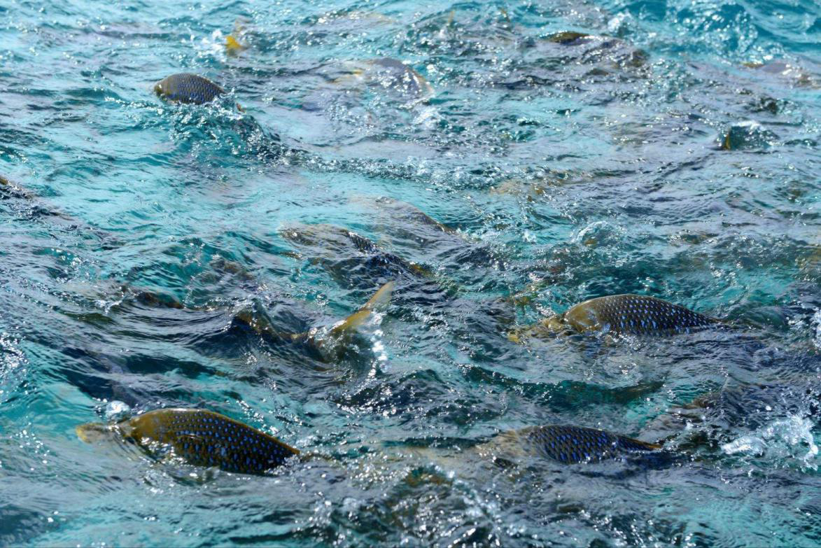 海洋环境退化和生态破坏的速度加快,海洋生物多样性以空前的速度消失