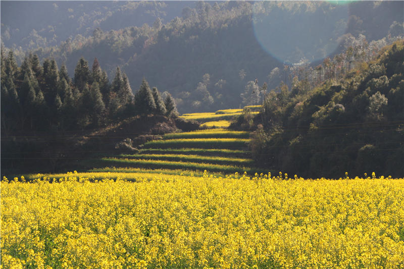 草海泛舟,攀岩垂钓,今年峨山油菜花节大有玩常,你来是不来?