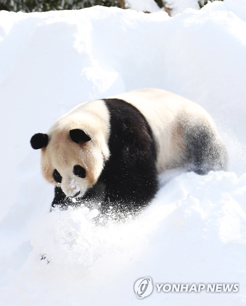 旅韩大熊猫"爱宝"雪地撒欢儿 憨态可掬【高清组图】