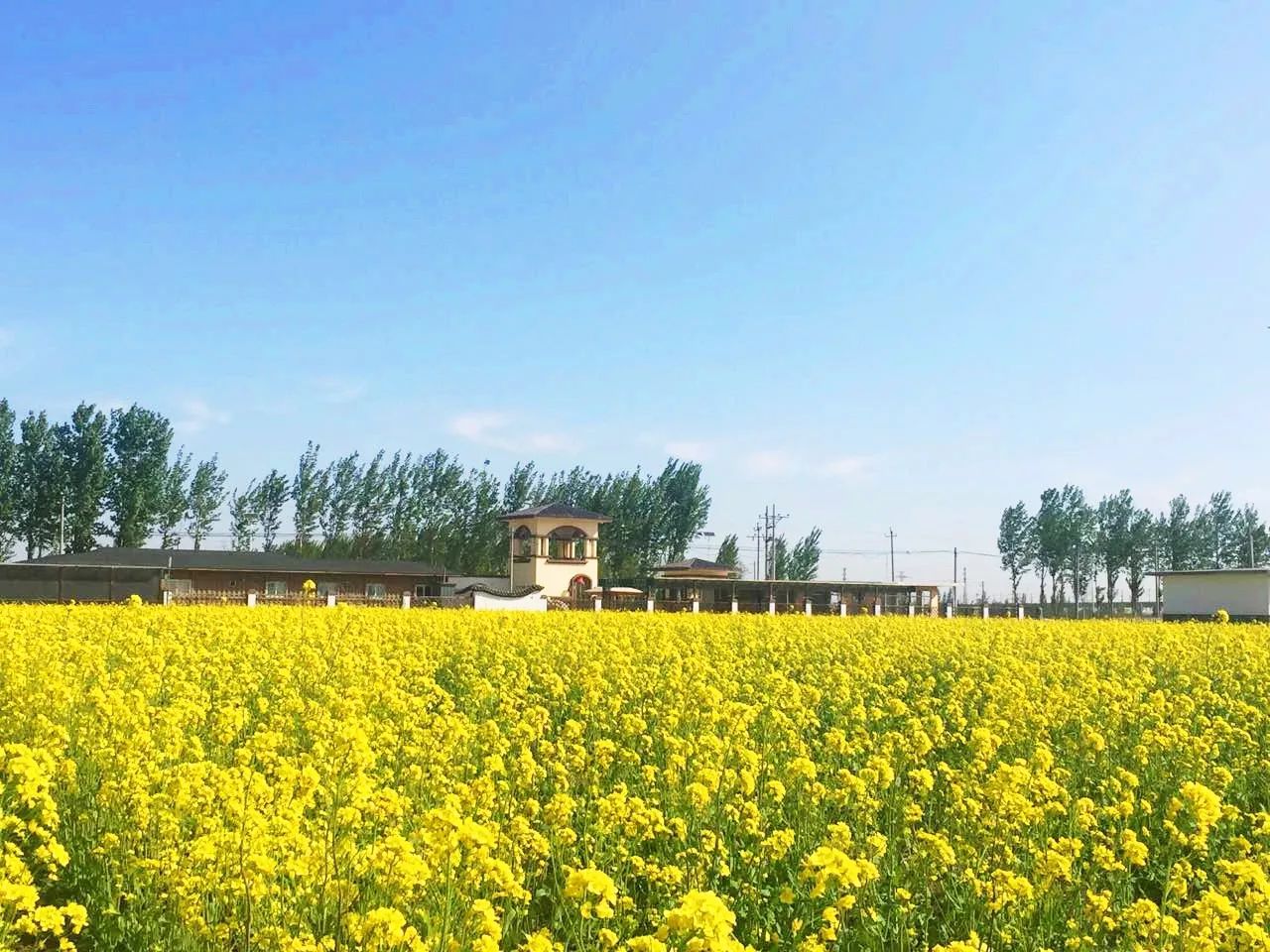 博森农庄京津冀最大的油菜花花海一望无际