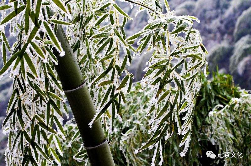 寒雪里,烹茶扫雪,听雪敲竹 ,来看看古人的浪漫冬天.