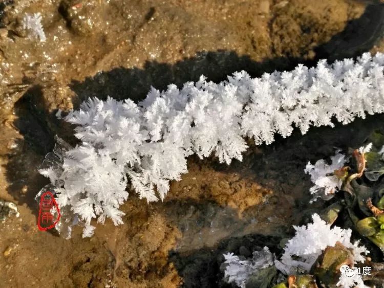 地上开出"雪莲花"