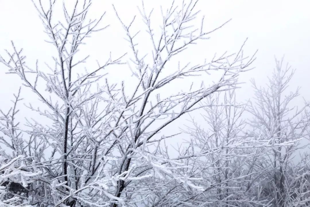 白雪皑皑!雪后黄岩开启"仙境模式",简直太美了!