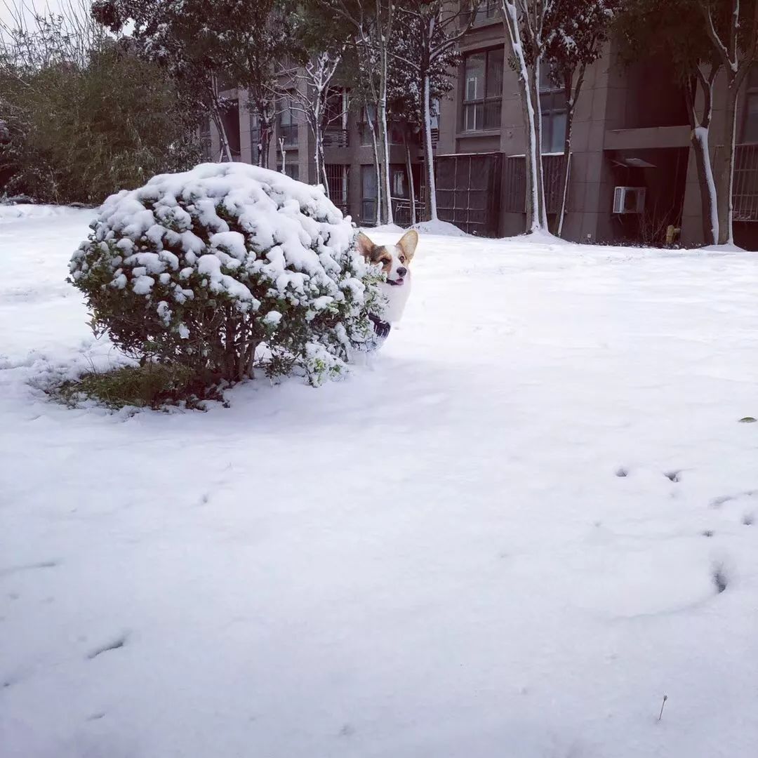 下雪啦# 关于魔都的第一场雪,你要知道的都在这