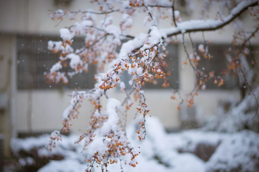 光影南农恰遇霜雪霁闲赏南农冬