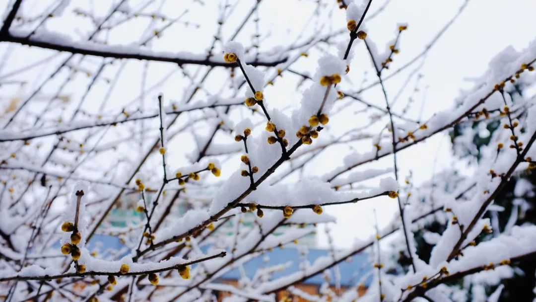 你的蛙还没回家?它可能来新天地看雪啦!