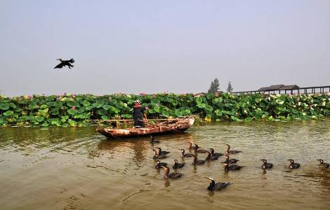 爱上微山湖湿地的n个理由