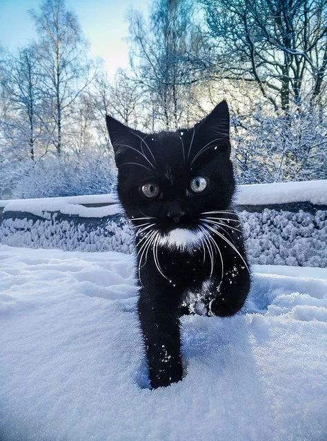 猫事| 第一次看到雪,有点小新奇呢