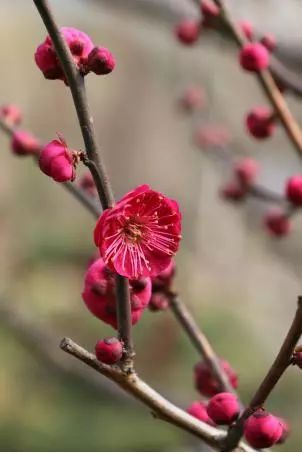 乌羽玉4乌羽玉开花时密度适中,1至2朵生于长,中花枝上,少数于短花枝上