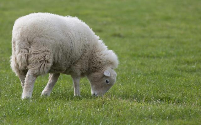 英国科学家认为,我们低估了绵羊的直觉和智力