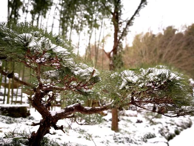 三径就荒,松竹犹存,青绿的松针,遒劲的枝丫,岁寒三友的松树在雪中尤为