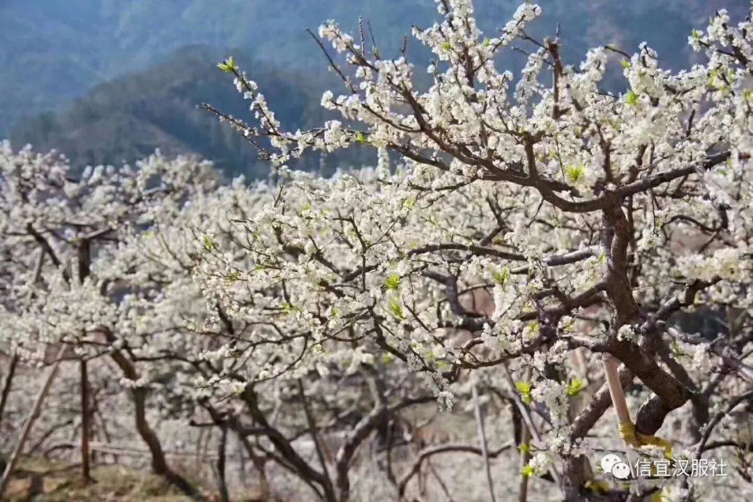 钱排李花如雪引仙女下凡