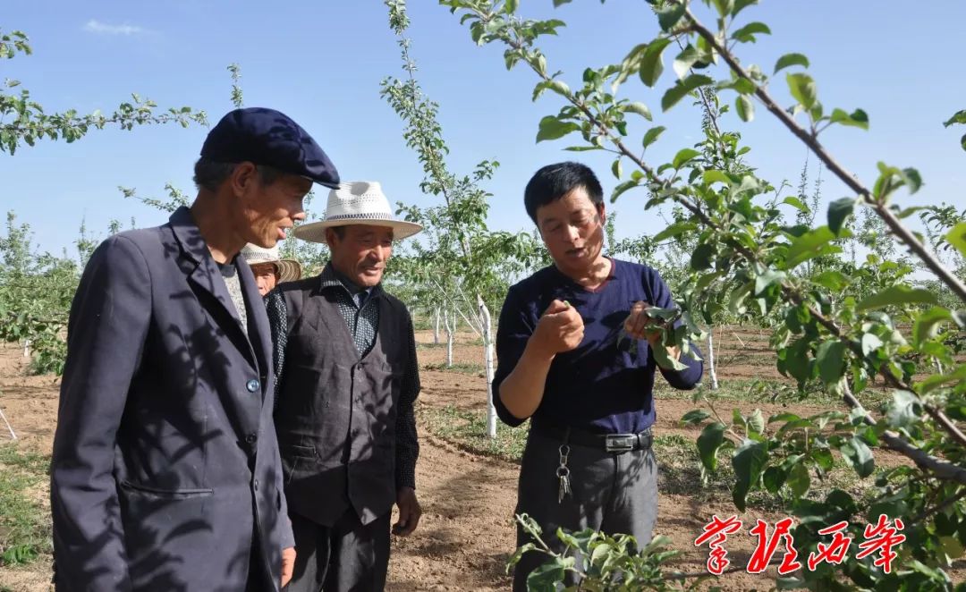 董志镇庄子洼村村支书指导村民进行夏剪