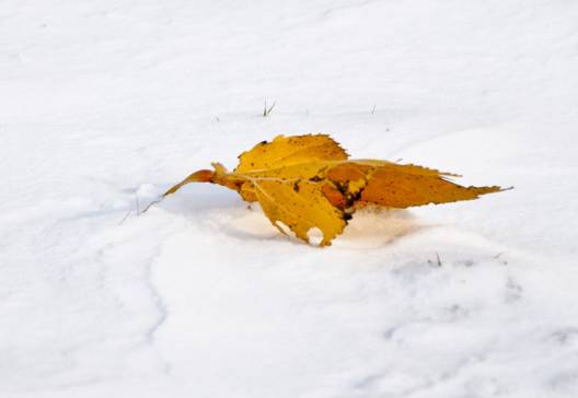 初雪来了,关于下雪的诗句有哪些?快来一起吟雪吧