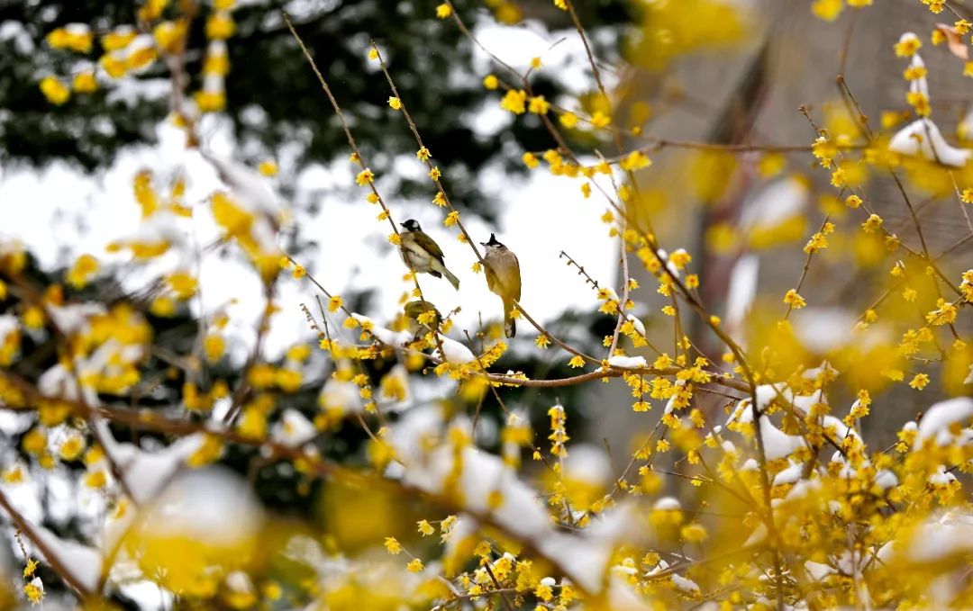 光影南农恰遇霜雪霁闲赏南农冬