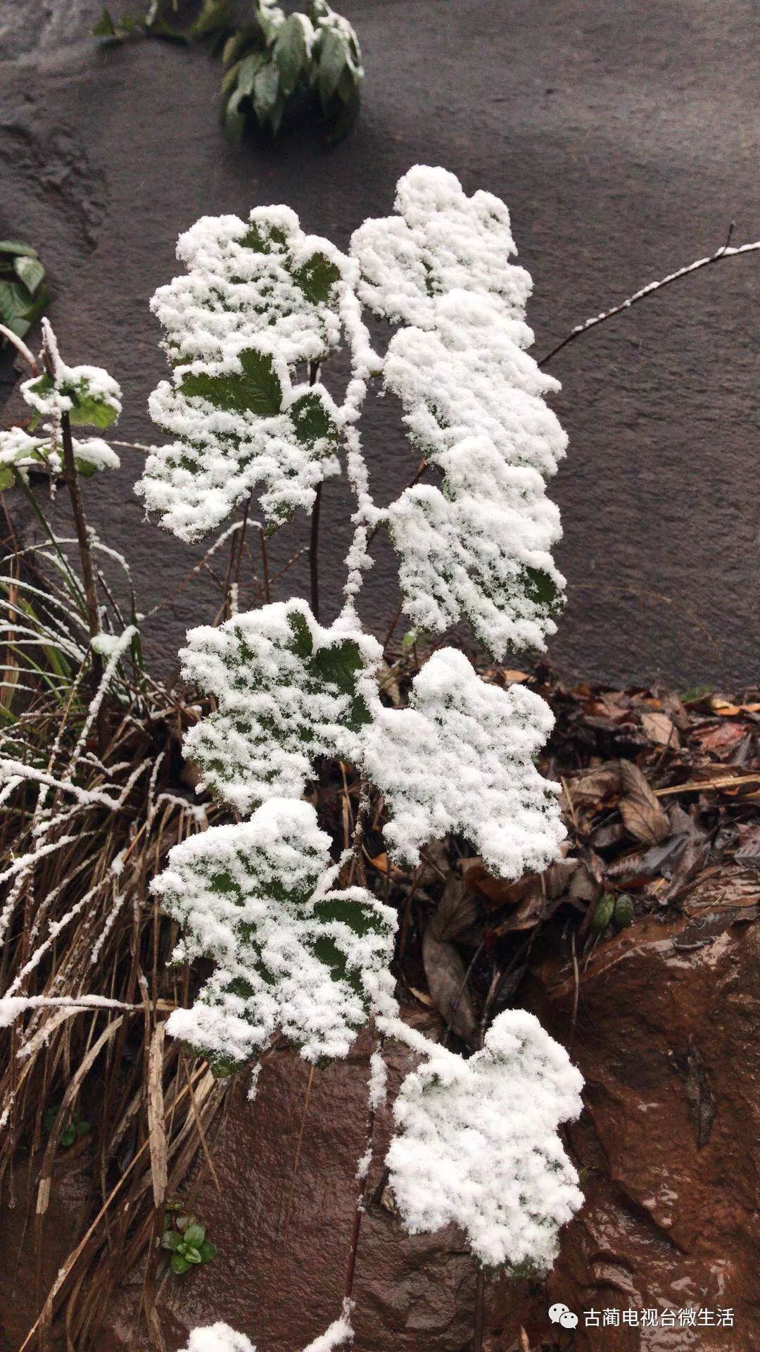 雪花纷飞,白色小点在我眼前飘过,不留下一点痕迹,看地上已是厚厚的一