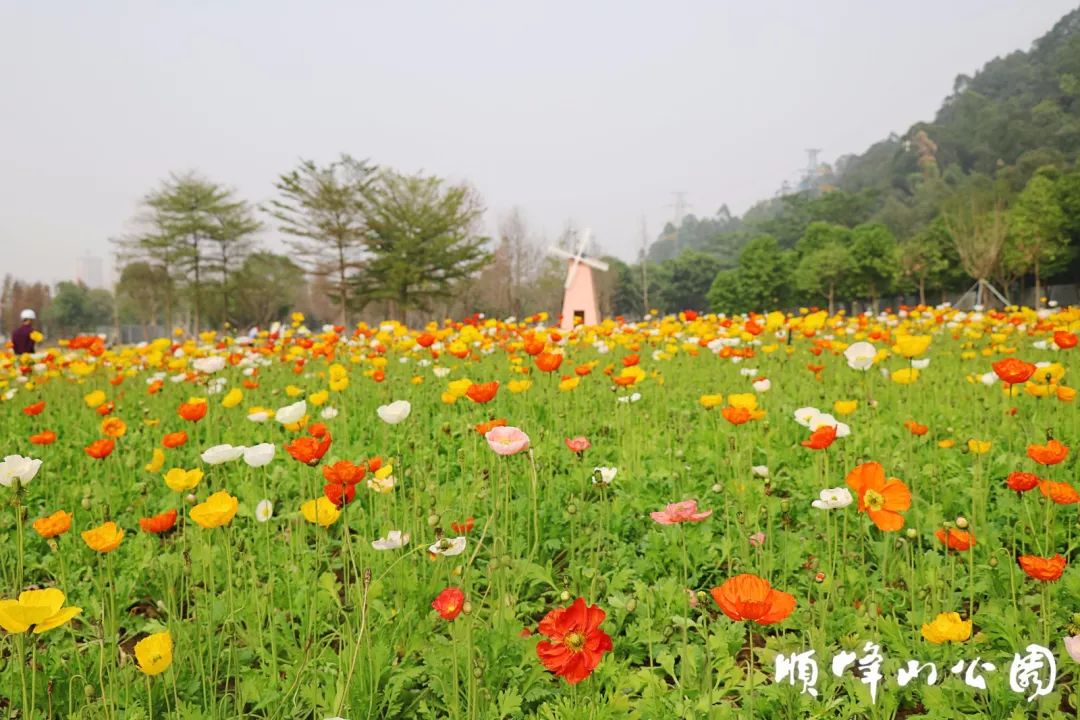 【推荐】顺德"新明星,顺峰山公园这片虞美人花海,超靓超浪漫!