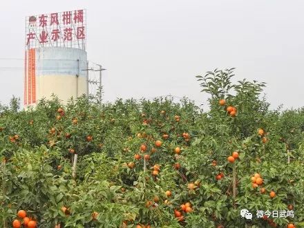 每年一月正值武鸣沃柑的收获季节1月20日,东风柑橘产业示范区开园仪式