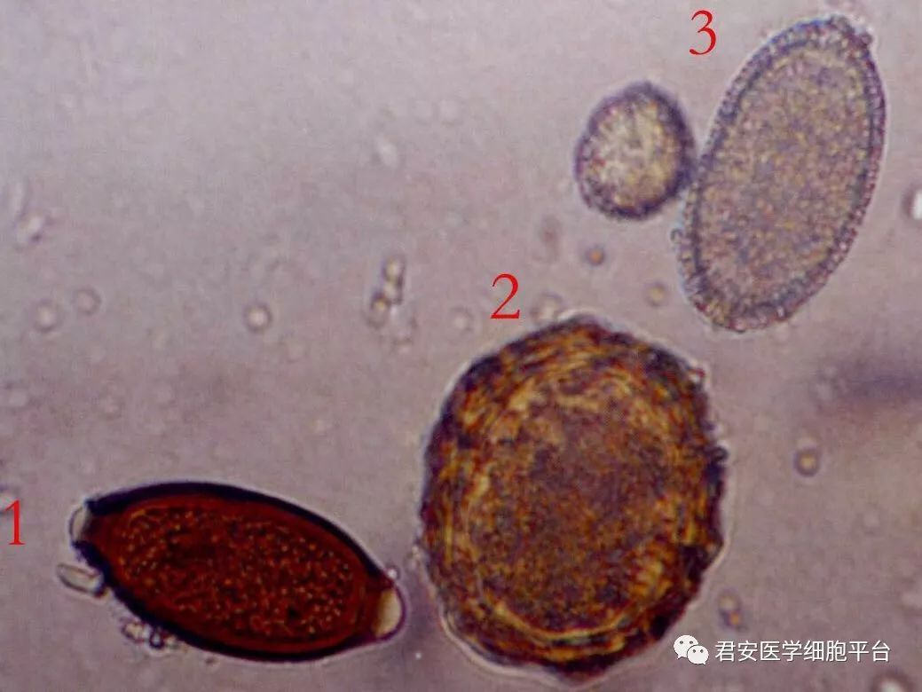 看图识细胞第2期寄生虫篇