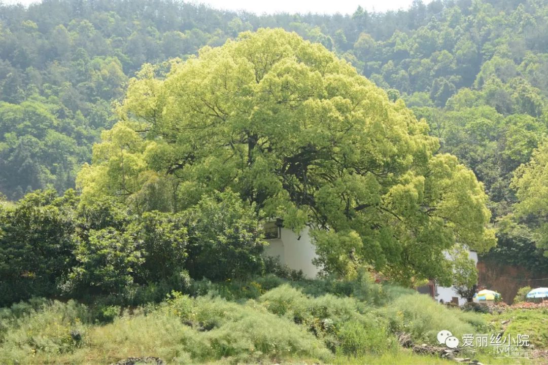 樟潭大樟树说到樟树,不得不提到樟树上常见的"小鸟窝",其实它并不是