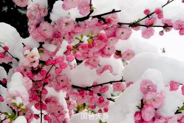 听雪花与梅花的声音(很短,很美!