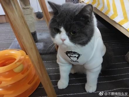 猫咪真的很容易气呼呼啊这可怎么办好