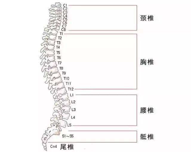 脊椎解剖图