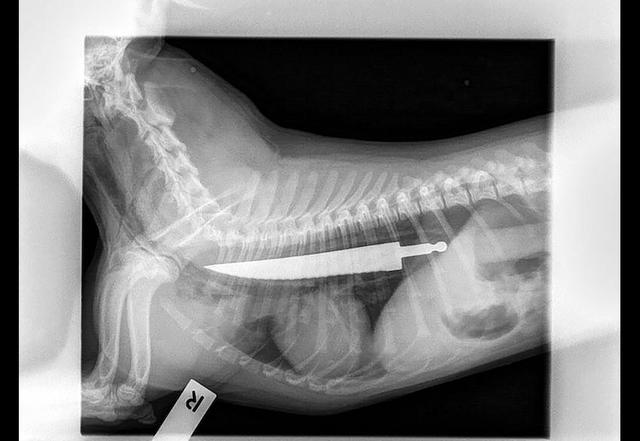 狗狗肚子里发现了一把20厘米的刀,医生都无法理解怎么