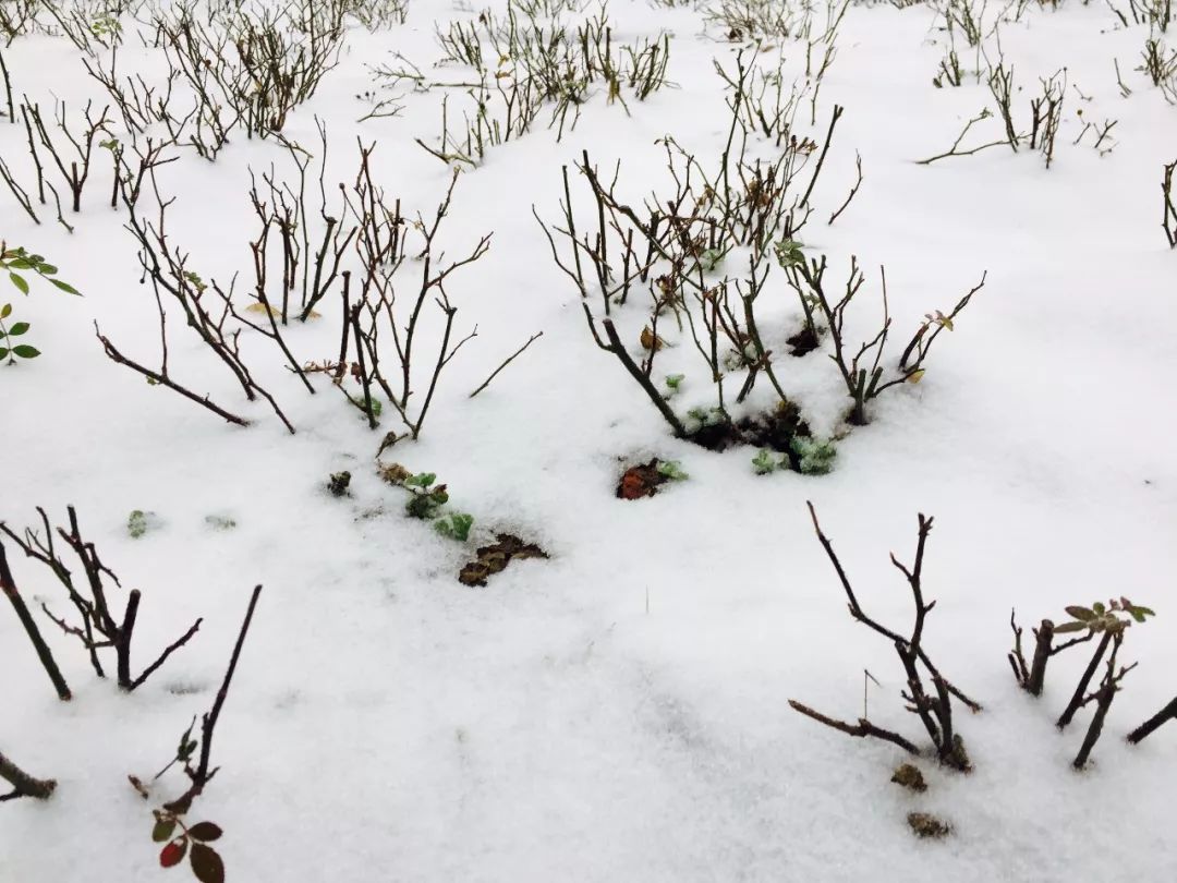 松松软软的白雪装饰了冬的风景增添了冬的味道纯洁的素白世间的绝色连